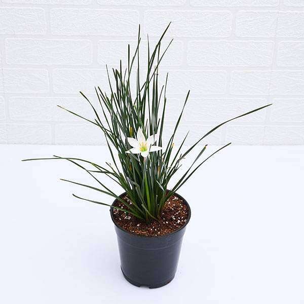 Zephyranthes Candida (White) - Lily Flower Plant